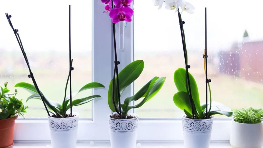 Orquídeas em Apartamentos: Possível e Deslumbrante com os Cuidados Certos