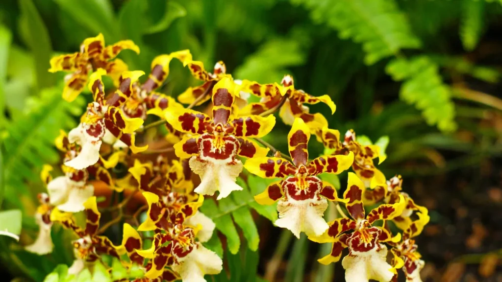 Orquídeas: Transforme Sua Casa em um Paraíso Verde com Cuidados Essenciais