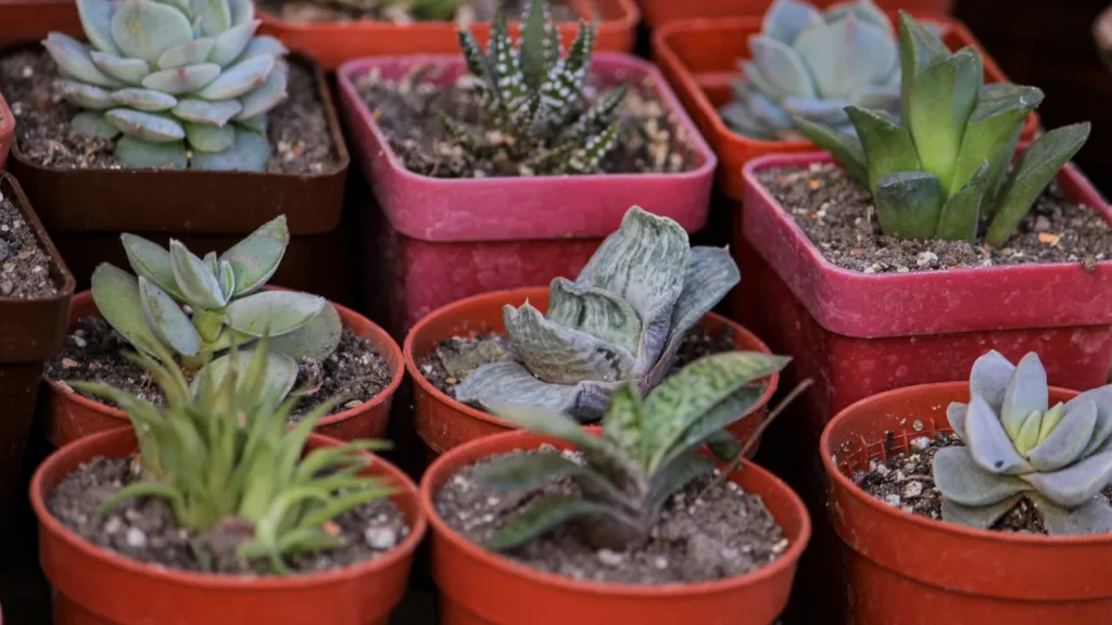 Decore com Suculentas: Um Guia de Plantio e Manutenção