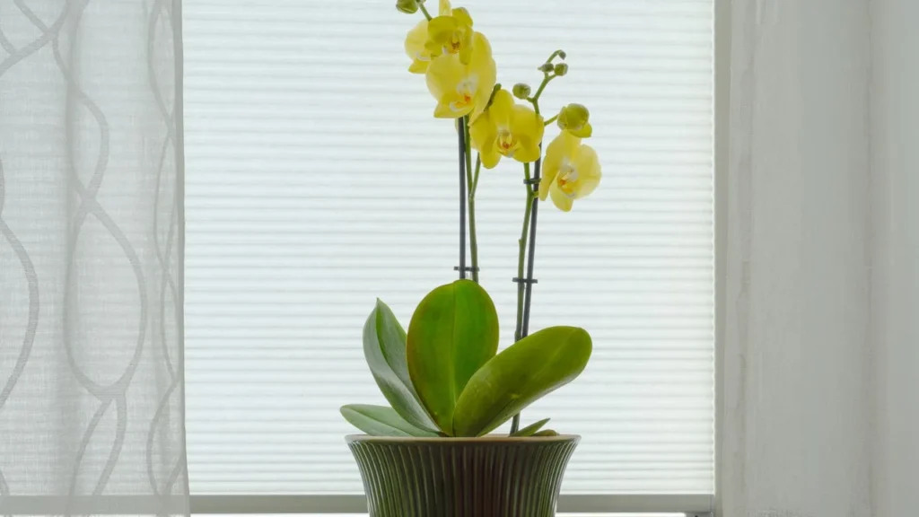 Orquídeas em Casa: Da Dificuldade à Beleza Perfeita