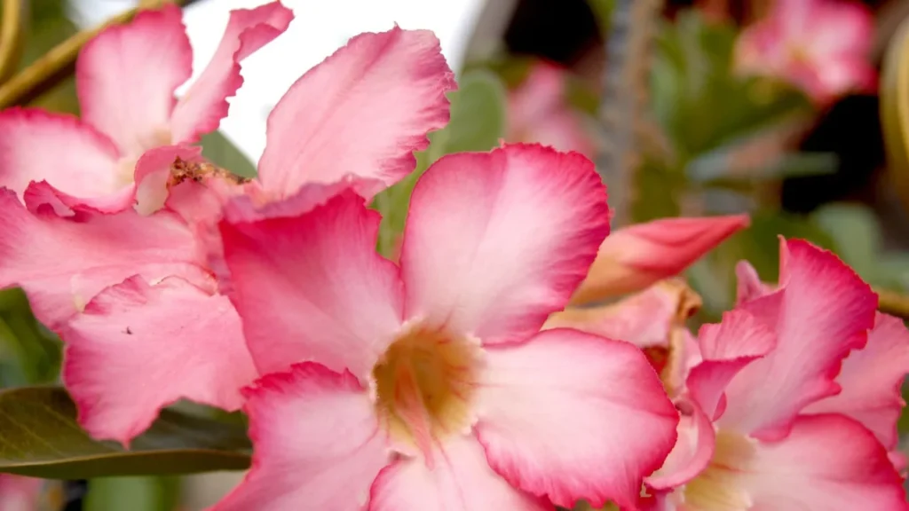 Como Cuidar de Rosa do Deserto e Garantir Flores Vibrantes em Seu Lar