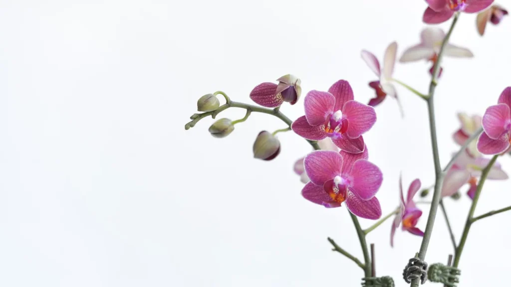 Cultivo de Orquídeas: Um Guia Passo a Passo para Sucesso