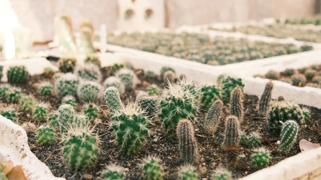 Domine o Cultivo de Cactos: Dicas Essenciais para Jardineiros Iniciantes e Experientes