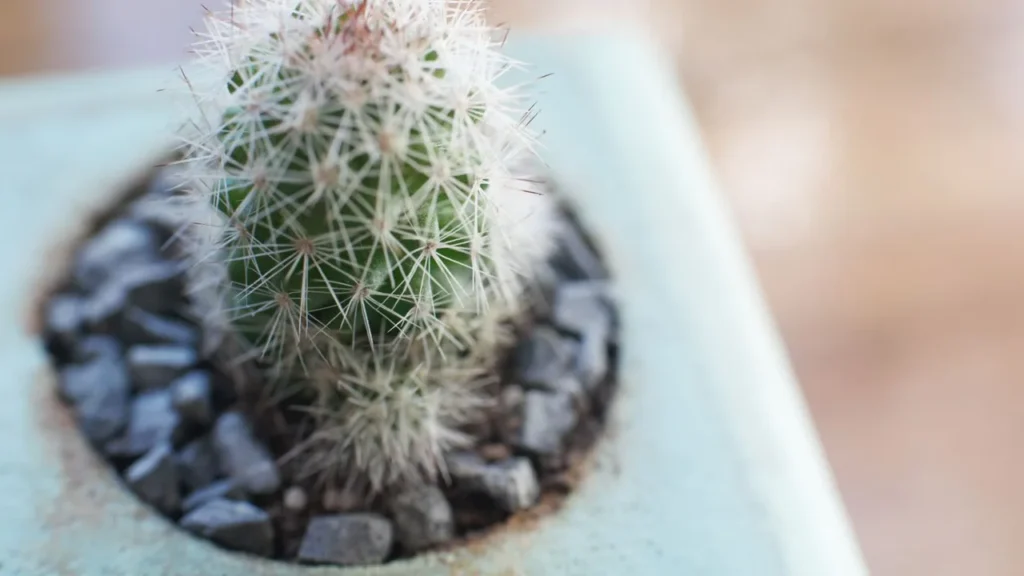 Cactos: Cuidados Simples para uma Beleza Duradoura