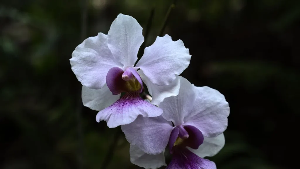 Orquídeas Deslumbrantes: Um Manual de Cultivo e Cuidados Domésticos