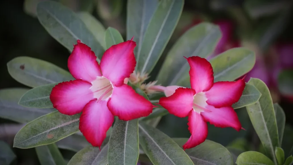 Como Cuidar da Rosa do Deserto: Guia Essencial para Iniciantes
