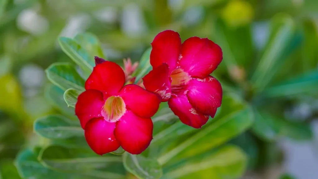 Cuidados Indispensáveis para uma Rosa do Deserto Saudável