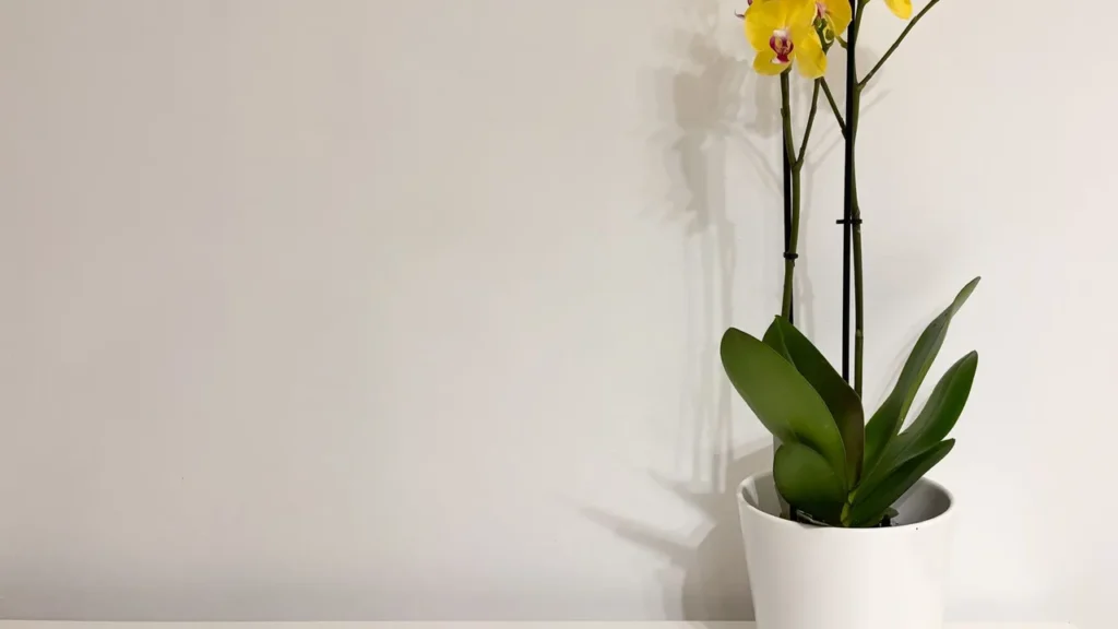 Beleza Exótica no Seu Lar: Domine o Cultivo de Orquídeas