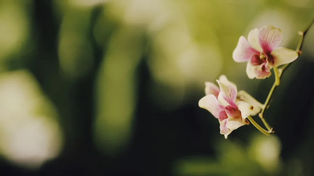 Beleza Exótica: Como Fazer Suas Orquídeas Florescerem Fortes
