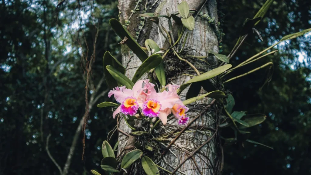 Flores Exóticas em Casa: Tudo o Que Você Precisa Saber Sobre Orquídeas