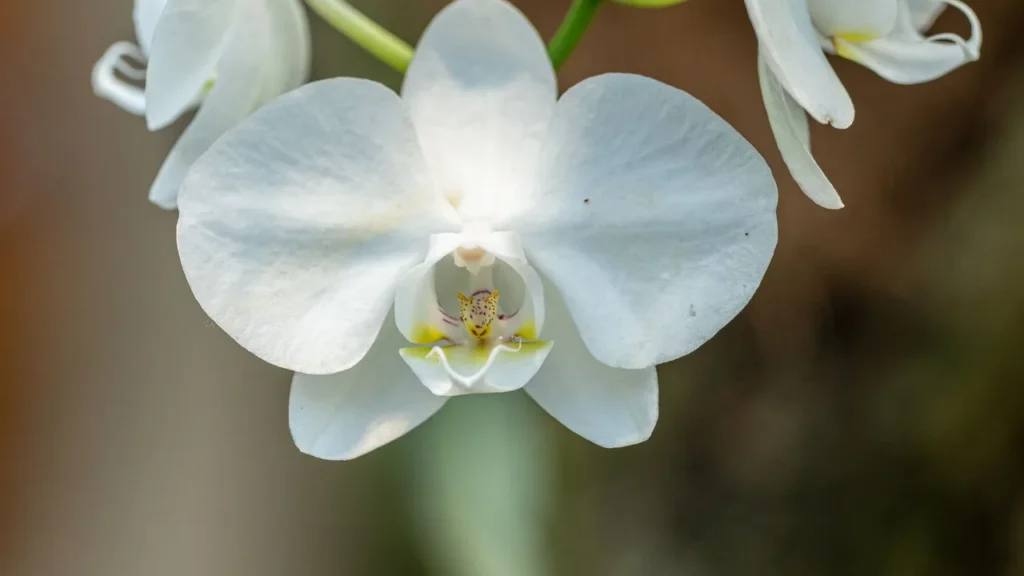 Seu Guia de Orquídeas: Como Garantir uma Floração Exuberante