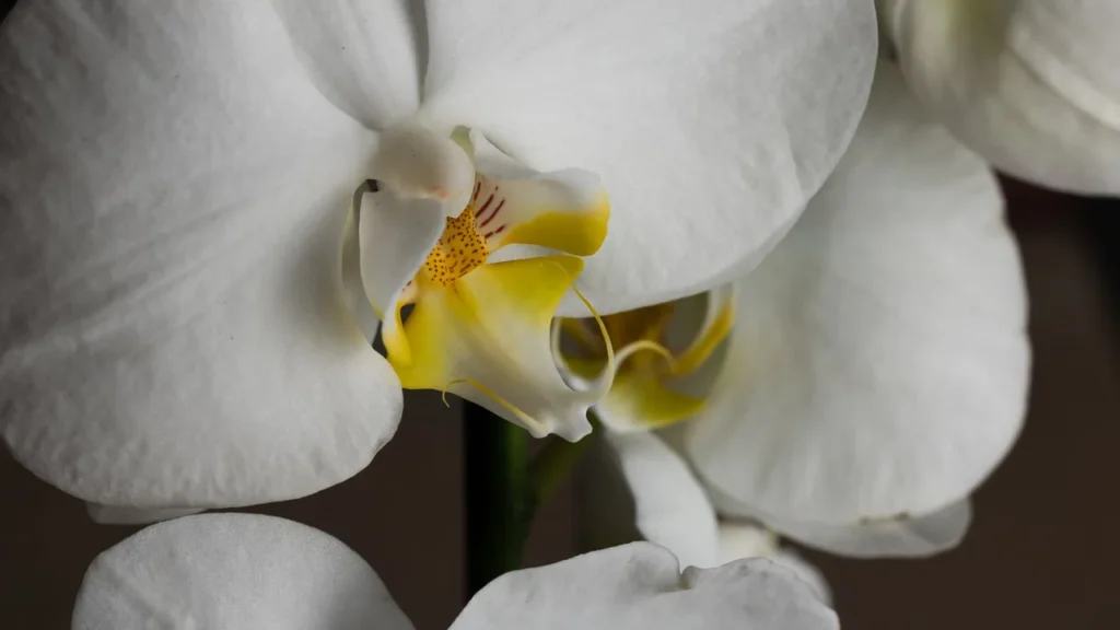 Orquídeas Perfeitas em Casa: Os Cuidados Essenciais Revelados