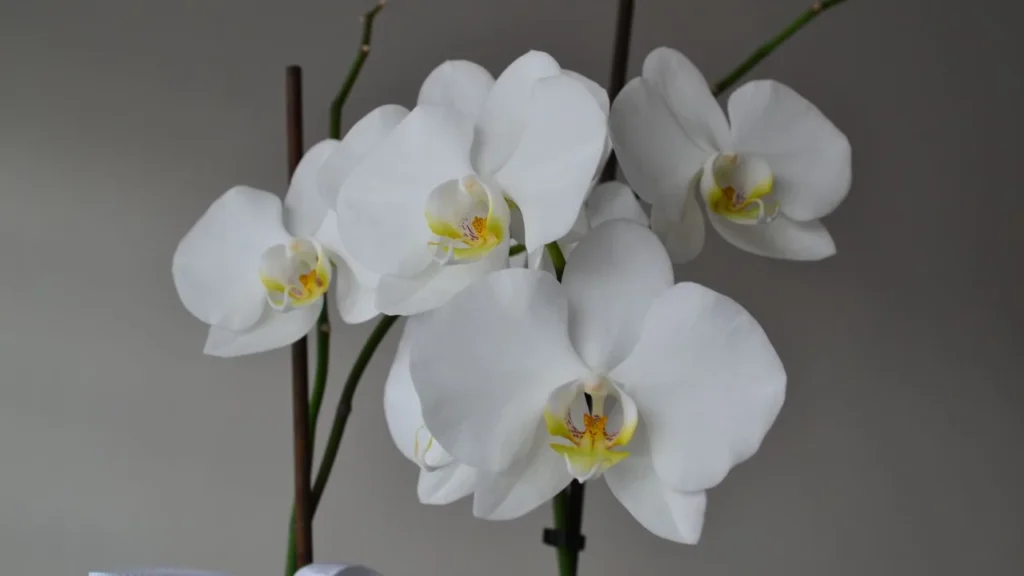 Orquídeas Florescendo: Dicas de Luz, Rega e Adubação para o Sucesso em Casa