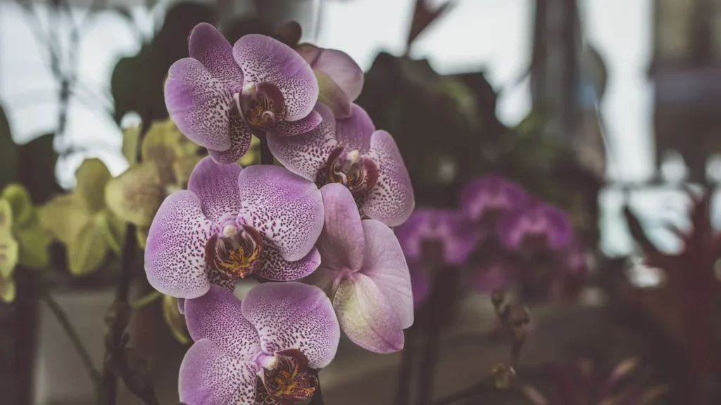 Desvende os Mistérios das Orquídeas: Guia Completo de Manutenção e Florescimento