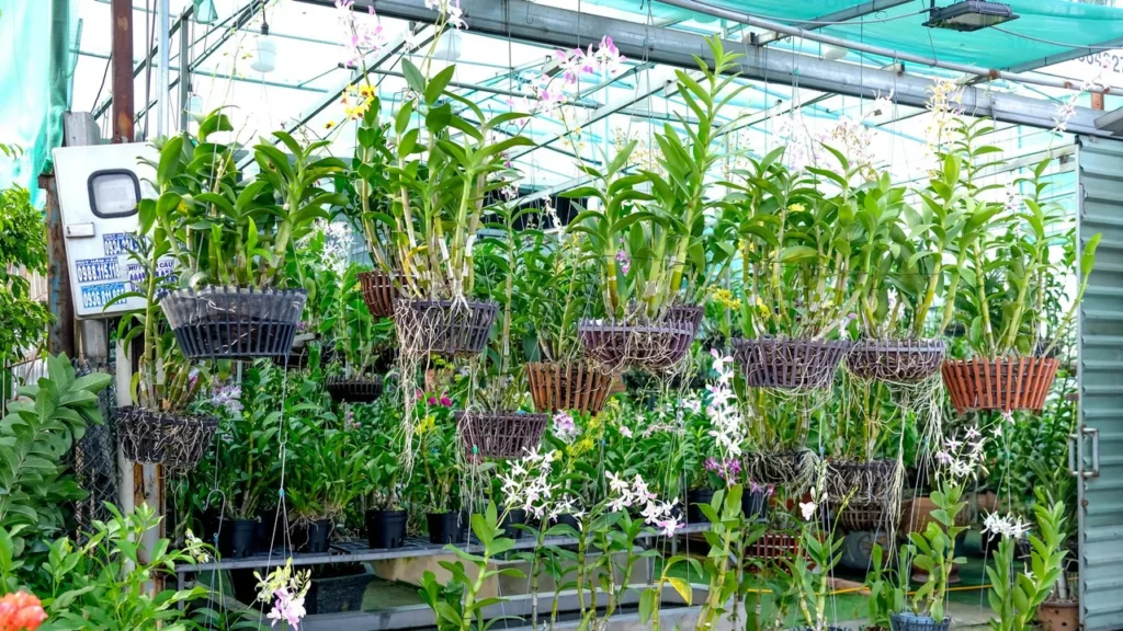Beleza Exótica em Casa: Como Cuidar de Orquídeas e Alcançar Florações Abundantes