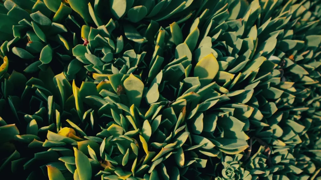 A reserva de água celular define a estrutura e sobrevivência das plantas suculentas